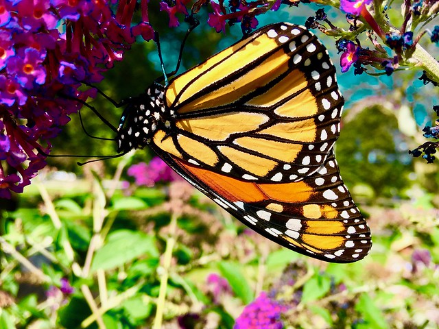 Beautiful Monarch