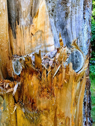 Tree in Park