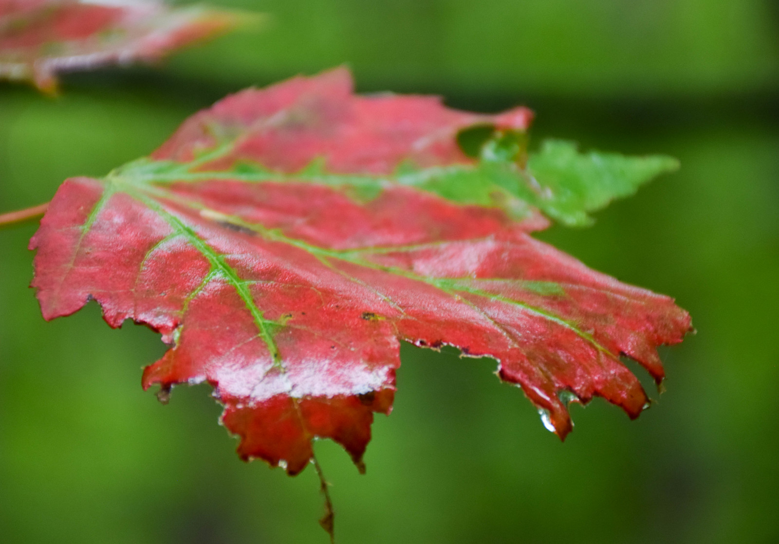 Fall photography tips to capture this closeup of a red maple leaf in the rain