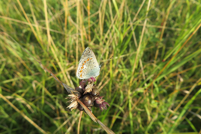 Ristikheina-taevastiib / common blue butterfly / Polyommatus icarus