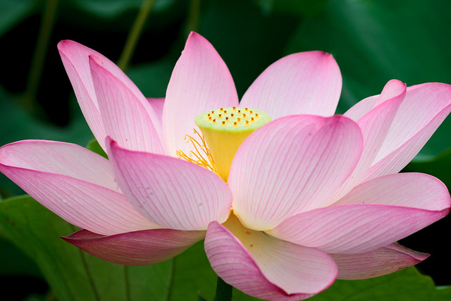 Lotus flower in full bloom