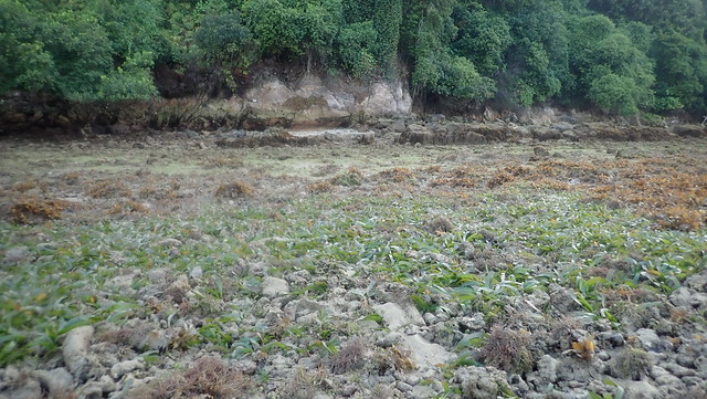 Sickle seagrass (Thalassia hemprichii)