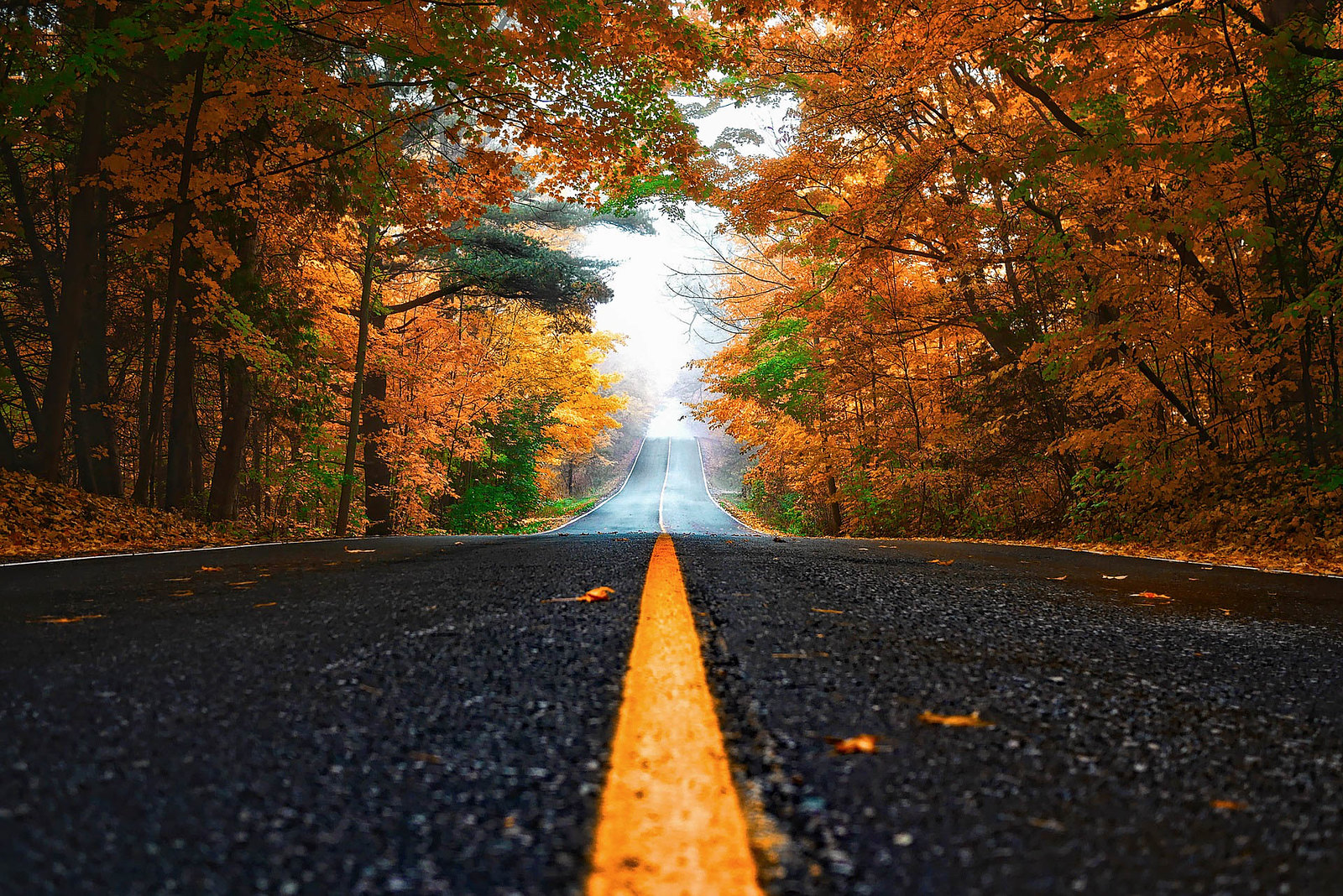 A fall photo of a colourful tree-lined road