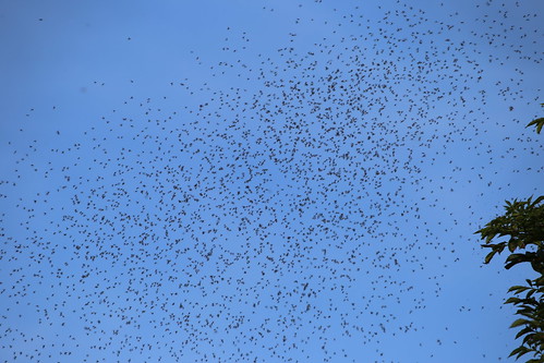 Swarm of flying ants - Cuckmere Haven 