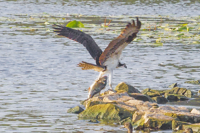 Adult Male Osprey,. Picture Taken by Sally Eagle Sky