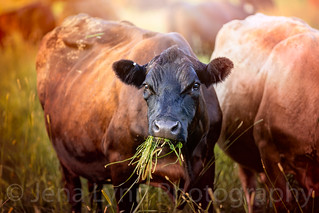 Beef Cow | by Jena Lynn Photography