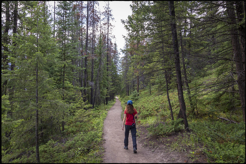 01/08/2019. De Prince George a Jasper. Ancient Forest. Zona de Maligne Lake - Road trip por el oeste de Canadá, pisando un par de veces Alaska (11)
