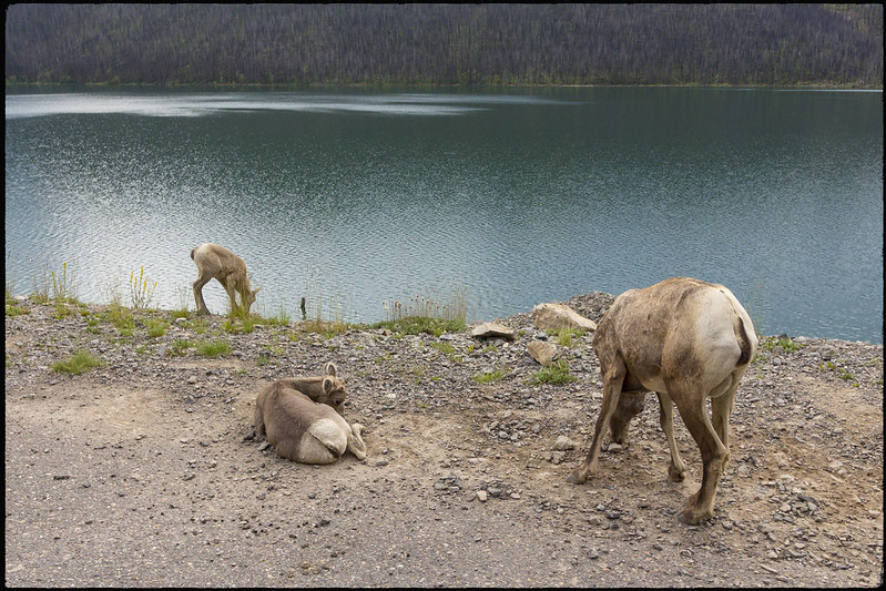 01/08/2019. De Prince George a Jasper. Ancient Forest. Zona de Maligne Lake - Road trip por el oeste de Canadá, pisando un par de veces Alaska (13)