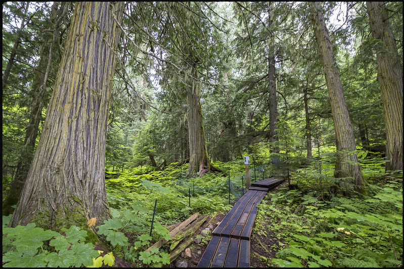 01/08/2019. De Prince George a Jasper. Ancient Forest. Zona de Maligne Lake - Road trip por el oeste de Canadá, pisando un par de veces Alaska (2)