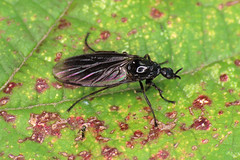 Fever Fly - Dilophus febrilis