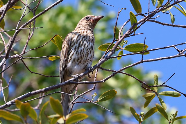 Figbird (f)- Cooktown 181018 (1)