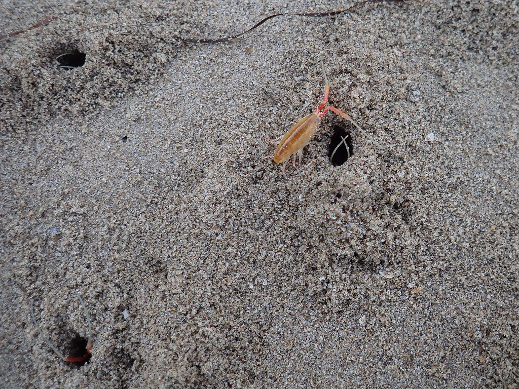 A male Megalorchestia californiana on the surface; three occupied burrows visible (only the antennae sticking out)