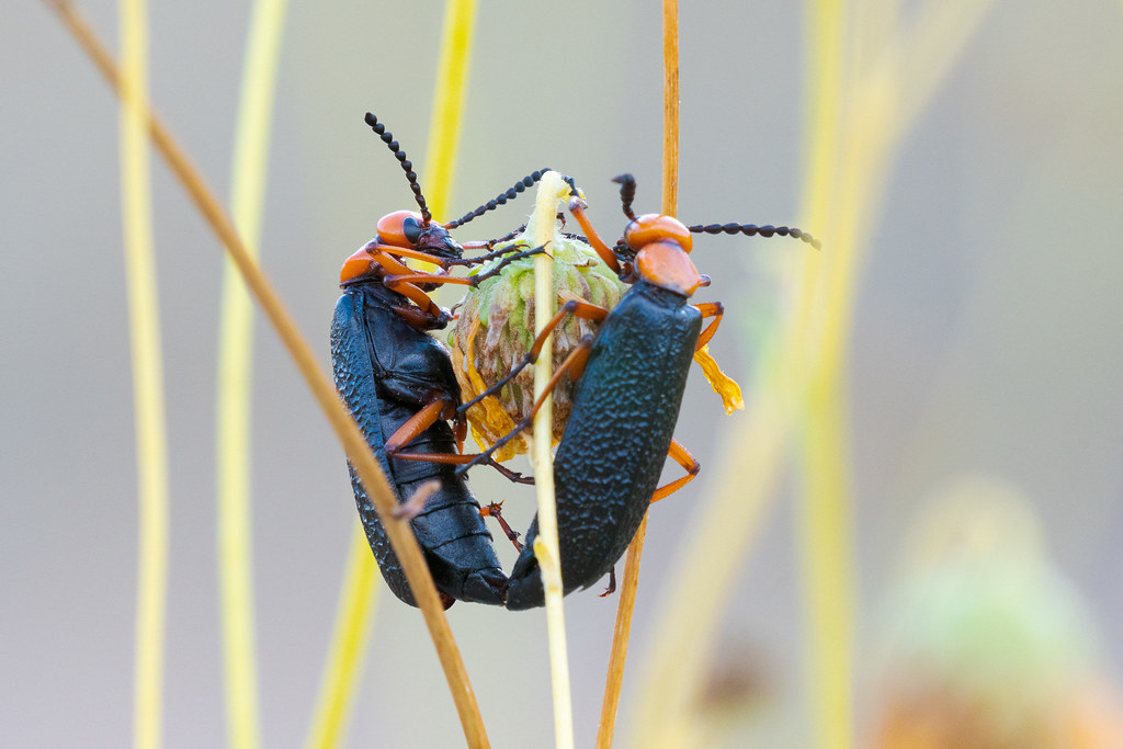 Two master blister beetles cling to a spent brittlebush flower early in the morning on the Marcus Landslide Trail in McDowell Sonoran Preserve in Scottsdale, Arizona in May 2019