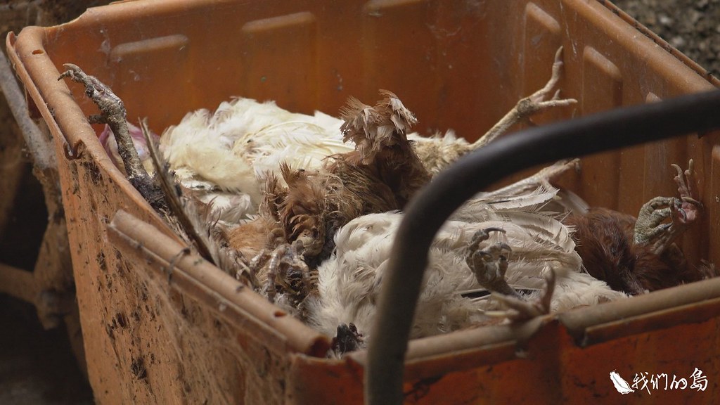 斃死禽畜如果沒有妥善清理，可能成為下一場疫病的溫床。