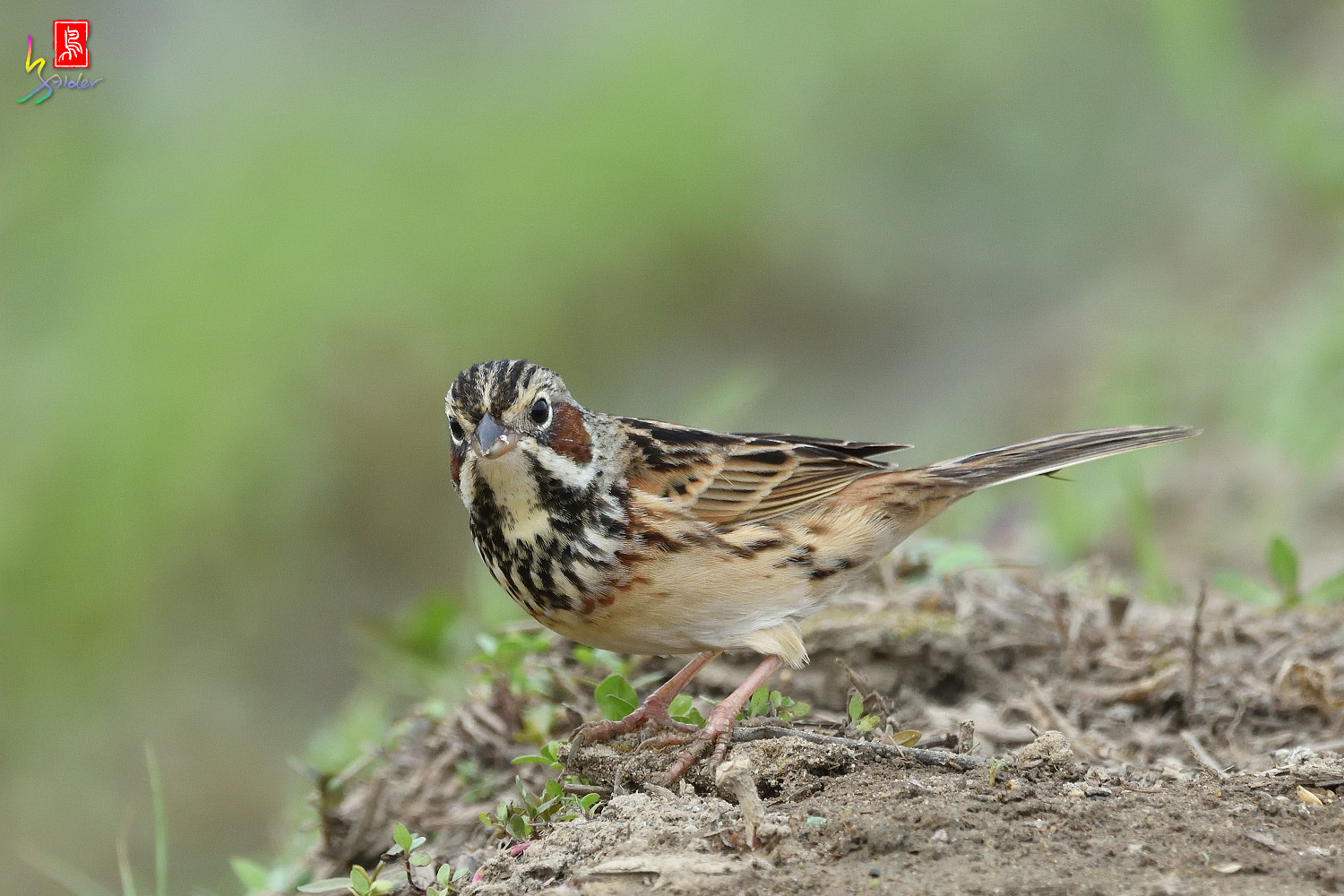 Chestnut-eared_Bunting_6418