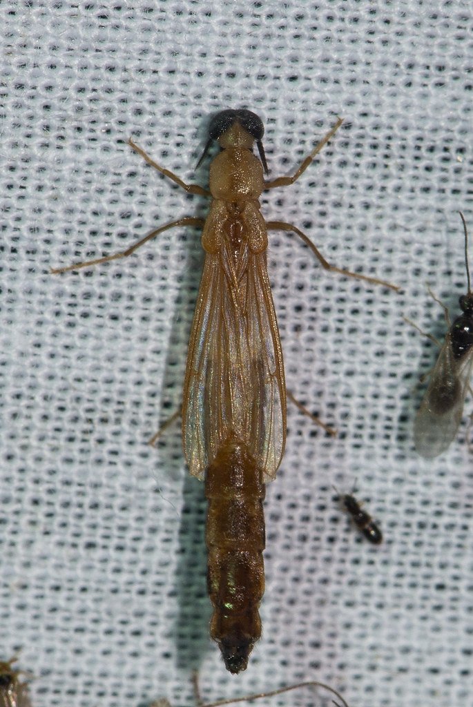 Mankodo Insect Makunda Insects-7892 - Atractocerus sp. | Location: Makunda … | Flickr