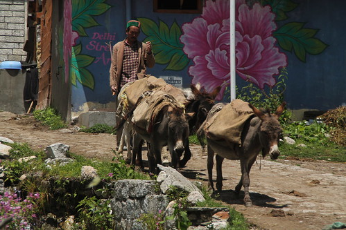 himachal pradesh baspa valley village town india people donkey man animal
