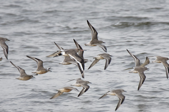 Knot and Godwit
