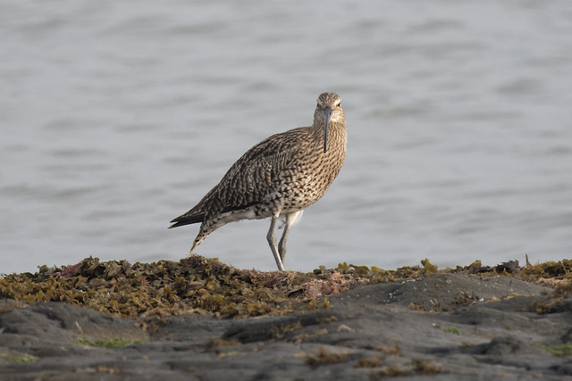 Curlew watching me