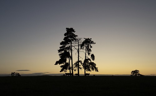 countryside worcestershire wychavon cedar landscape croome cows sunset sky malvernhills nikond7500 tamron1024 dusk trees