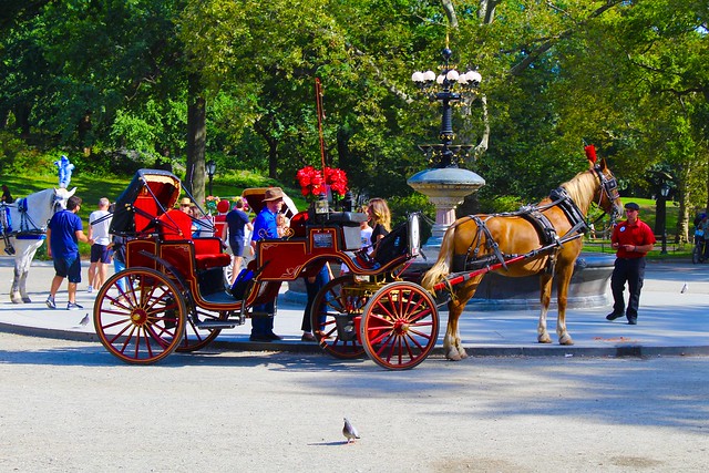 Carriage Rides in Central Park NYC.
