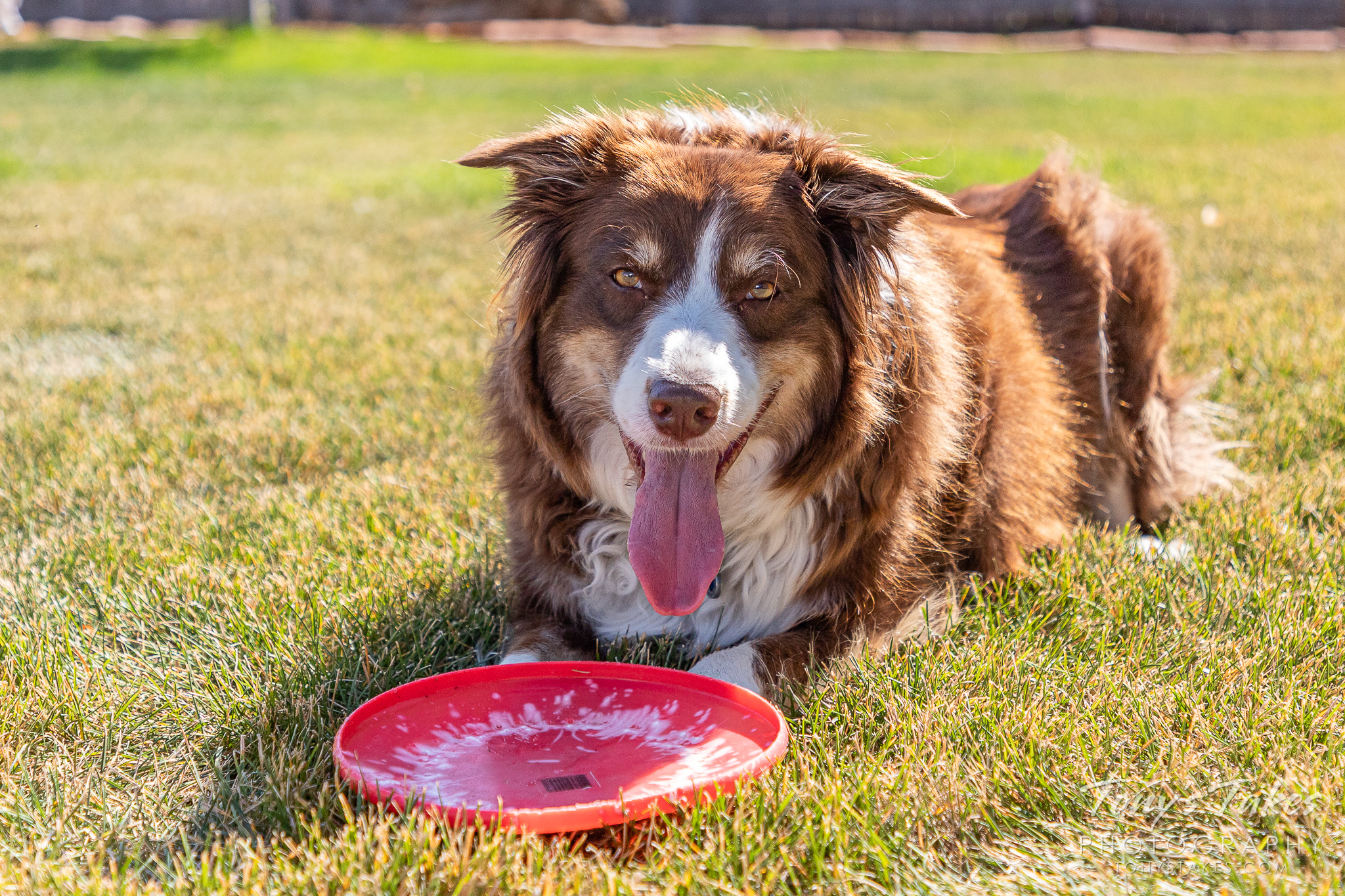 Scout, an 8-year-old border collie poses for pictures. (© Tony’s Takes)