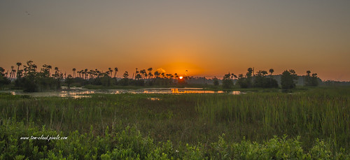 sun sunrise dawnmorning landscape nmarsh trees grass water nature mothernature outdoors outsise wetlands orlando orlandowetlands christmas florida usa