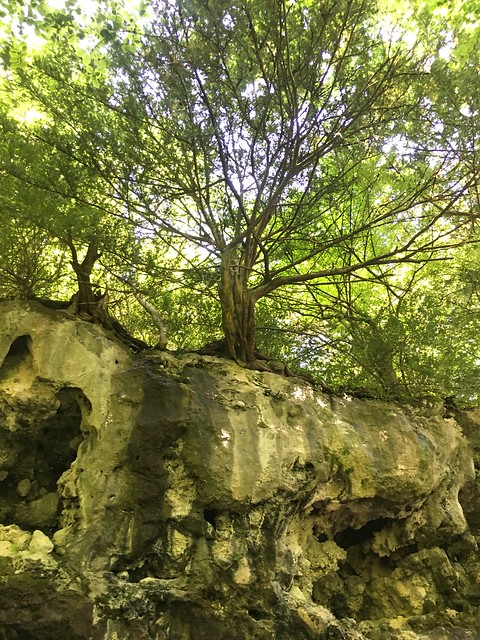 Taxus baccata