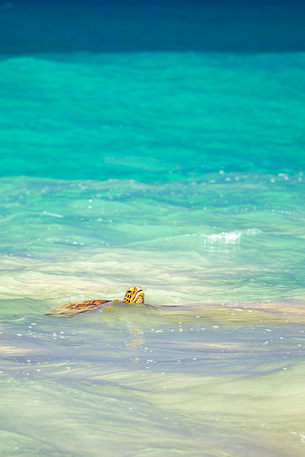 The beautiful waters of Kauai contain sea turtles