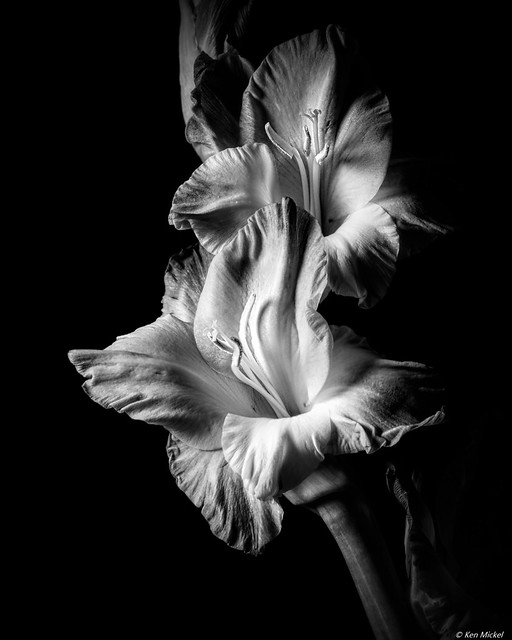 Description  Gladiolus