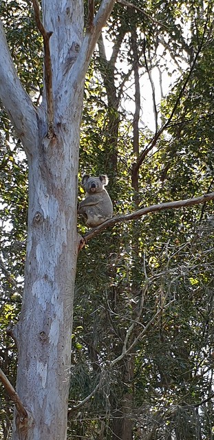 koala sighting at Schuster Park, Elanora