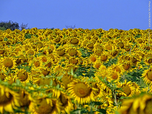 kansas osagecounty country countryside rural landscape flower flowers sunflower sunflowers sunflowerfield sunflowerfields bluesky blueskies morning stateflower field fields eleanors eleanorsevents eleanorshomestead agritourism laborday laborday2019 2019 september september2019 labordayweekend labordayweekend2019 sunflowerfestival 2019sunflowerfestival us75 highway75 scranton usa