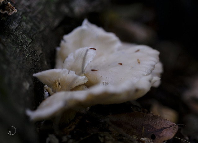 Inattendu: un pleurote/Unexpected: an oyster shaped mushroom