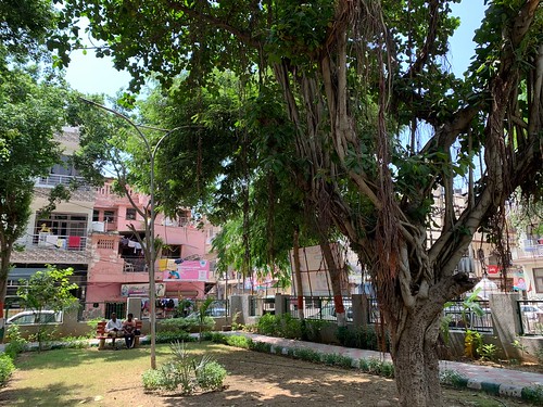 City Landmark - The Banyan Tree, Shiv Park, Jacobpura