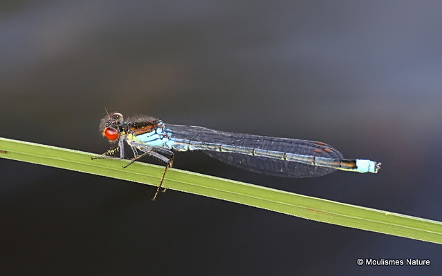 0S8A7338. Red-eyed Damselfly (Erythromma najas) M