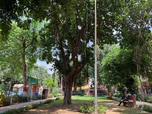 City Landmark - The Banyan Tree, Shiv Park, Jacobpura