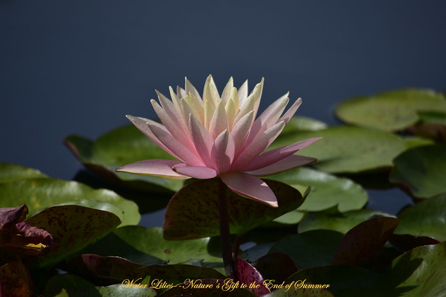 Water Lilies--Nature's Gift to the End of Summer