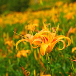 Orange Daylily , Taitung