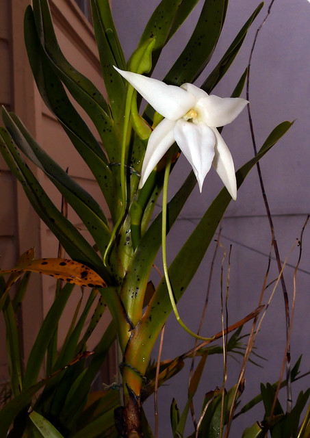 Angraecum sororium species orchid