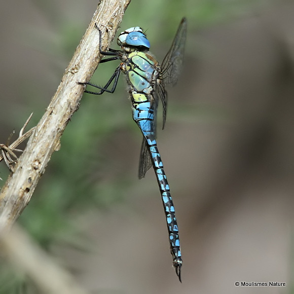 IMG_9624. Southern Migrant Hawker (Aeshna affinis) M
