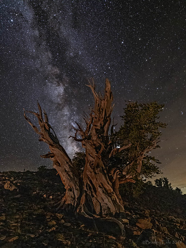 Alive under the stars . . . by Brad Eide, An ancient bristlecone pine in one of North America’s most inhospitable, yet uniquely beautiful envi