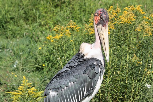 moncton newbrunswick canada zoo magnetichill maraboustork stork bird