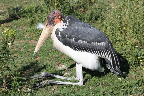 moncton newbrunswick canada zoo magnetichill bird maraboustork stork