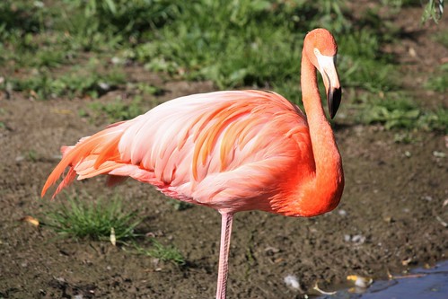 moncton newbrunswick canada zoo magnetichill bird flamingo