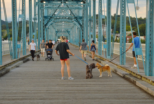 tn tennessee 2019 august chattanooga bridge walnutstreetbridge sunset dog