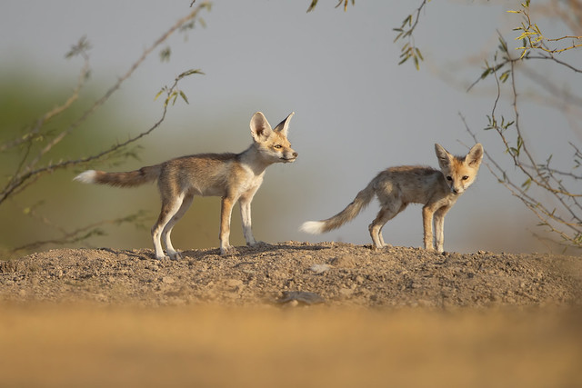 Desert Fox - Vulpes vulpes pusilla
