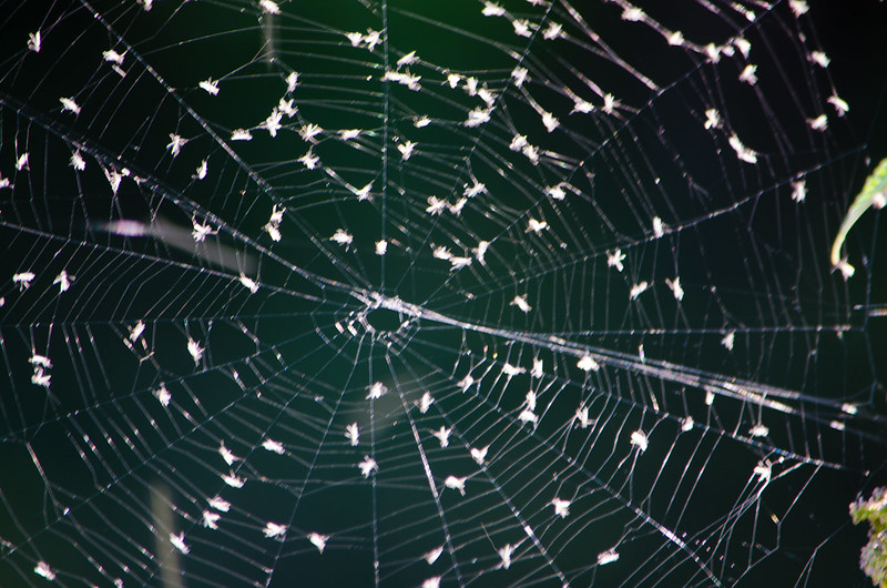 Spider's web with nettle seeds