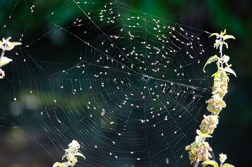 Spider's web with nettle seeds