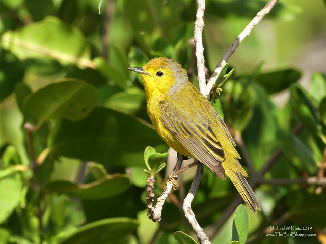 'Golden' Yellow Warbler - Varadero, CU