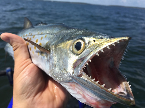 Photo of Spanish mackeral